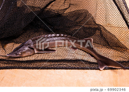 Fresh sterlet fish on fishing net. Sterlet is a - Stock Photo
