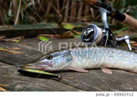 Freshwater pike with fishing bait in mouth and - Stock Photo [69902412]  - PIXTA