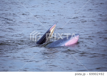 bryde's whale watching in gulf of thailand 69902492