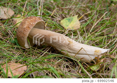 Single porcini mushroom (Boletus edulis, cep, penny bun, porcino or king bolete) on natural background.. Single porcini mushroom (Boletus edulis, cep, penny bun, porcino or king bolete) on natural background.. 69902546