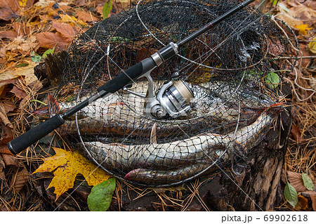Freshwater pike fish lies in landing net withの写真素材 [69902618] - PIXTA