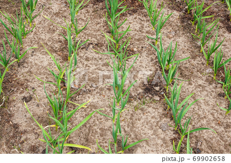 Young green garlic growing in the garden. Spring harvest. Rows in the ground. Young green garlic growing in the garden. Spring harvest. Rows in the ground. 69902658