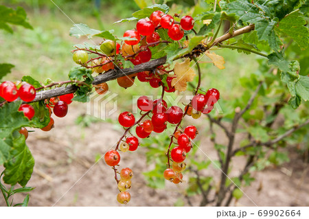 Bush of red currant berries in a garden. Bush of red currant berries in a garden. 69902664