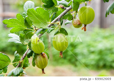 Branch of gooseberry with green berries and leaves in the garden.. Branch of gooseberry with green berries and leaves in the garden.. 69902669