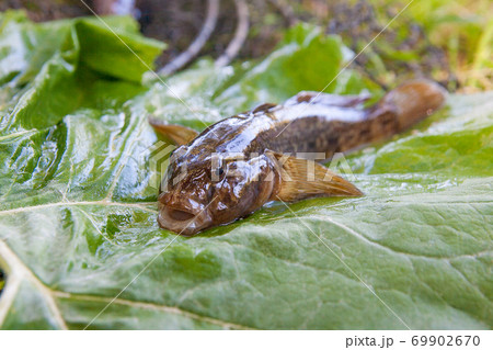Close up view of freshwater bullhead fish or round goby fish just taken from the water on big green leaf.. 69902670