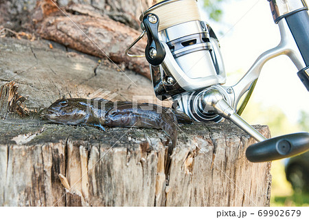 Two freshwater bullhead fish or round goby fish just taken from the water and fishing rod with reel on wooden background.. 69902679