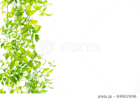 アスパラガス　スマイラックス 69902696