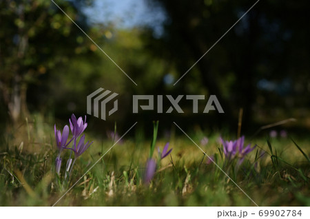 Wild crocus (Crocus tommasinianus) blooming 69902784