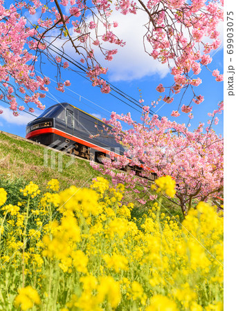 （静岡県）満開の河津桜と黒船電車 69903075