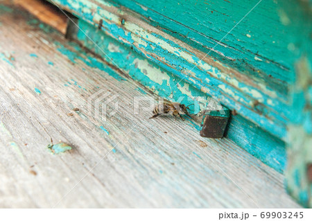 Several bees at the entrance of beehive in apiary.. Several bees at the entrance of beehive in apiary.. 69903245