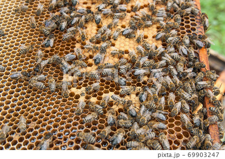 Busy bees, close up view of the working bees on honeycomb. . Busy bees, close up view of the working bees on honeycomb. . 69903247