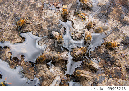 Bees and wasp swarming on honey drops on vintage wooden background.. 69903248