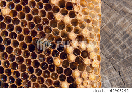 Close up view of the working bee on the honeycomb with sweet honey.. Close up view of the working bee on the honeycomb with sweet honey.. 69903249