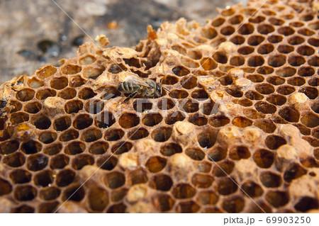 Close up view of the working bee on the honeycomb with sweet honey.. Close up view of the working bee on the honeycomb with sweet honey.. 69903250