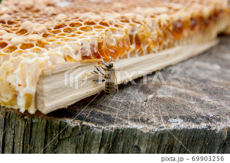 Close up view of the working bee on the honeycomb with sweet honey.. 69903256
