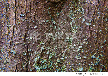 Bark with moss and fungus as background texture 69903372