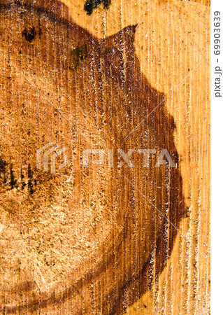 Wood texture of cutted tree trunk, close-up. Rough cut of fruit tree. 69903639