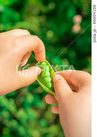 Fresh pods of green peas in hands of child. Fresh pods of green peas in hands of child. 69904196