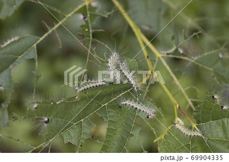 桑の葉を食べるアメリカシロヒトリの幼虫 桑の葉を食べるアメリカシロヒトリの幼虫 69904335
