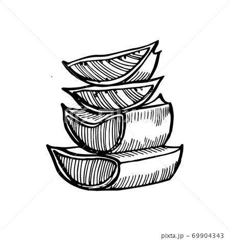 Aloe Vera plant on white Background. Graphic illustration agave, aloe vera, succulent, green plant. Botanical graphic illustration of Aloe Vera. 69904343