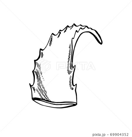 Aloe Vera plant on white Background. Graphic illustration agave, aloe vera, succulent, green plant. Botanical graphic illustration of Aloe Vera. Aloe Vera plant on white Background. Graphic illustration agave, aloe vera, succulent, green plant. Botanical graphic illustration of Aloe Vera. 69904352