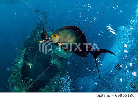 School of tropical fish in blue ocean. Underwater sea world with fishes. School of tropical fish in blue ocean. Underwater sea world with fishes. 69905136