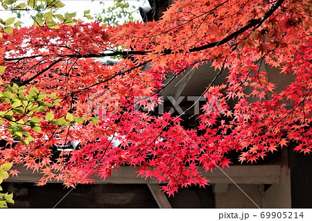 秋の風物詩である見事な紅葉が印象的 秋の風物詩である見事な紅葉が印象的 69905214