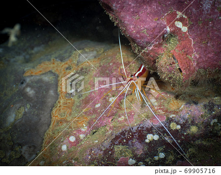 Pacific cleaner shrimp under the rock (Myanmar) 69905716
