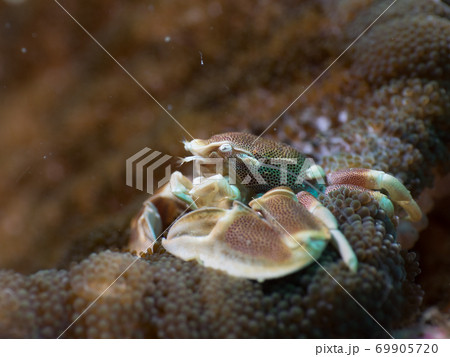 Anemone crab on Adhesive anemone (Myanmar) 69905720