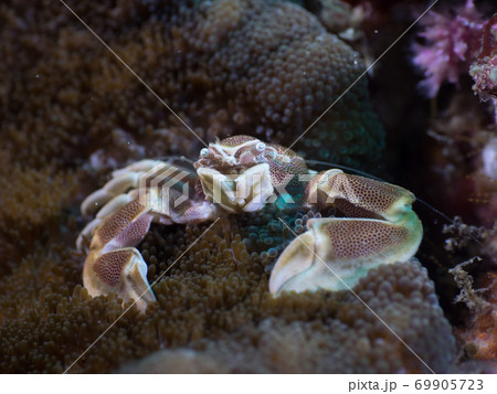 Anemone crab on Adhesive anemone (Myanmar) 69905723