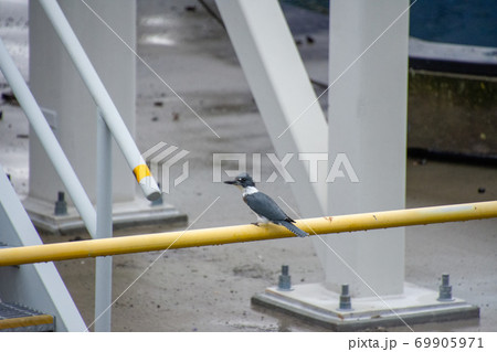 アメリカヤマセミがパイプに留まる様子  ビクトリア ブリティッシュコロンビア カナダ アメリカヤマセミがパイプに留まる様子  ビクトリア ブリティッシュコロンビア カナダ 69905971