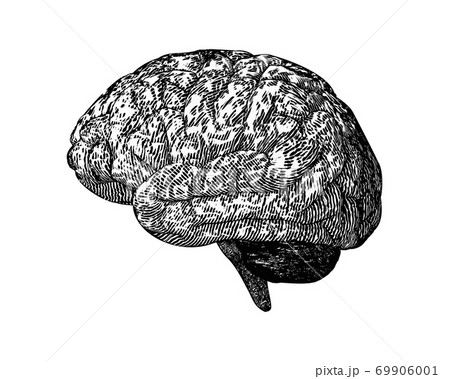 Engraving Brain Illustration Isolated On White Bgのイラスト素材