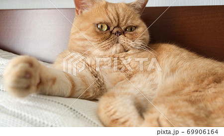 Funny exotic shorthair cat with bossy face expression Funny exotic shorthair cat with bossy face expression 69906164