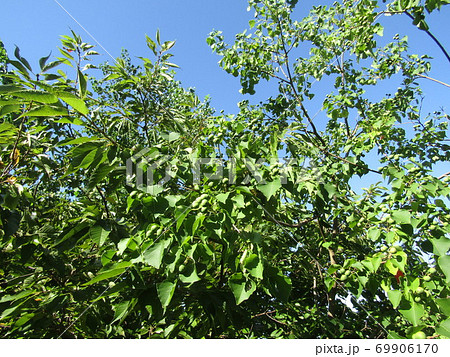 もうすぐ熟すナンキンハゼの実 69906170