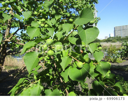 もうすぐ熟すナンキンハゼの実 もうすぐ熟すナンキンハゼの実 69906173