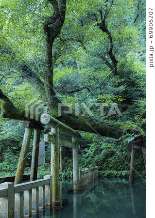 鹿島神宮　御手洗池 69906207