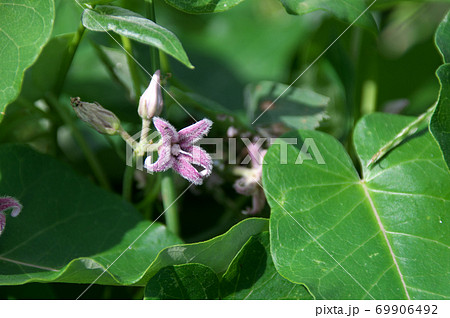 ガガイモ 69906492