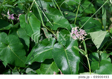 ガガイモ 69906493