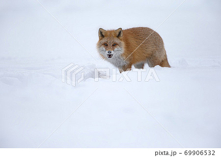 キタキツネ 冬 雪の中 北海道 キタキツネ 冬 雪の中 北海道 69906532