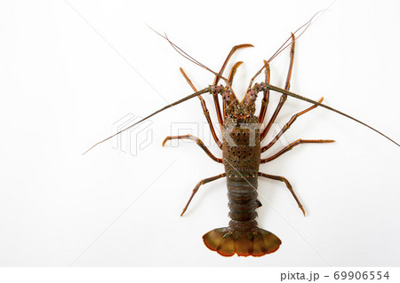 伊勢海老 69906554