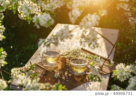 Two beautiful glass cups with green tea decorated with white cherry flowers on wooden table in spring garden in setting sun light. Two beautiful glass cups with green tea decorated with white cherry flowers on wooden table in spring garden in setting sun light. 69906731