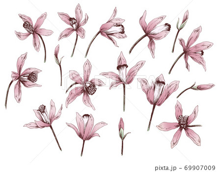 手描きの花の線画素材集のイラスト素材 [69907009] - PIXTA