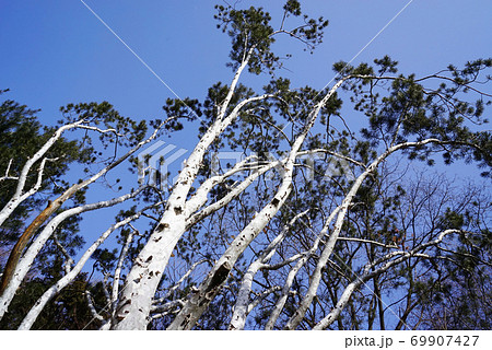 冬 樹木 木 69907427