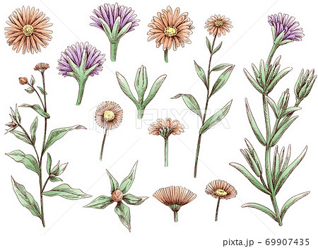 手描きの花の線画素材集 手描きの花の線画素材集 69907435