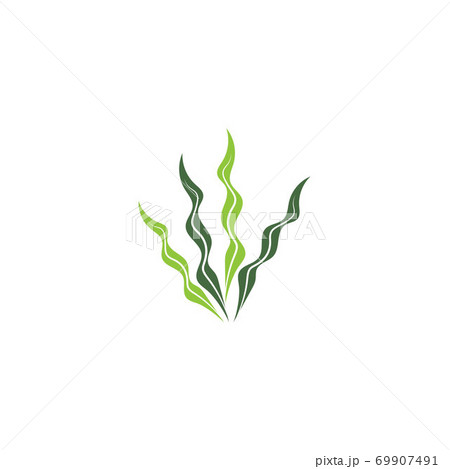 seaweed vector illustration template 69907491