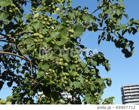 もうすぐ熟すナンキンハゼの実 もうすぐ熟すナンキンハゼの実 69907712