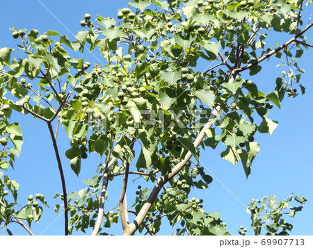 もうすぐ熟すナンキンハゼの実 69907713