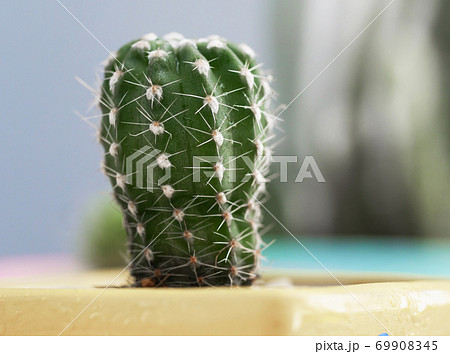 Small fresh and green succulent plant cactus on white wooden table, select focus shallow depth of field 69908345