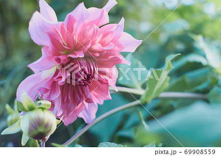 牡丹 美しいピンクの花と葉 の写真素材