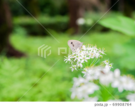白い小花にとまる小さなヒメウラナミジャノメ蝶 69908764